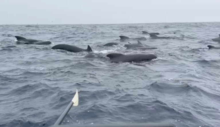 Truly Remarkable’: Solo Rower on Atlantic Journey Encounters Majestic Whales