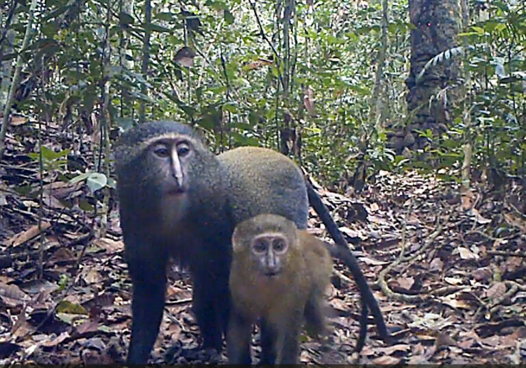 Lesula: A New Monkey Species Discovered in 2012