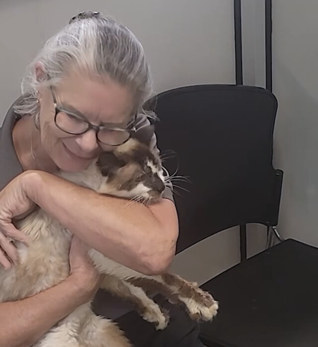 Sam Sam the Kittycat Man ran away. Thanks to a microchip, he was found close by — 11 years later