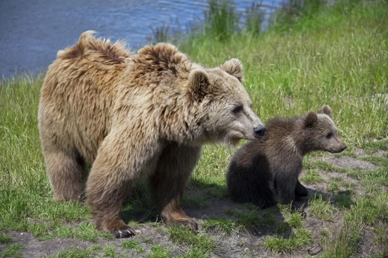 About 20% of Sweden’s brown bears to be killed in annual hunt