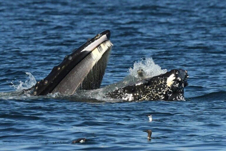 A Bewildered Seal Found Itself in the Mouth of a Humpback Whale