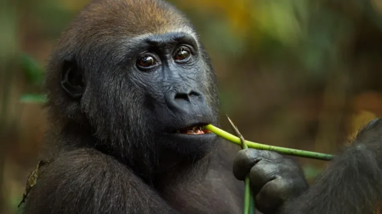 Gorillas’ Self-Medicating Habits Unlock Potential Superbug Solutions: Nature’s Secret Pharmacy