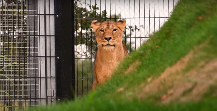 Lion Rescued in Ukraine from a Tiny Cage Tentatively Walks on Grass for First Time–WATCH