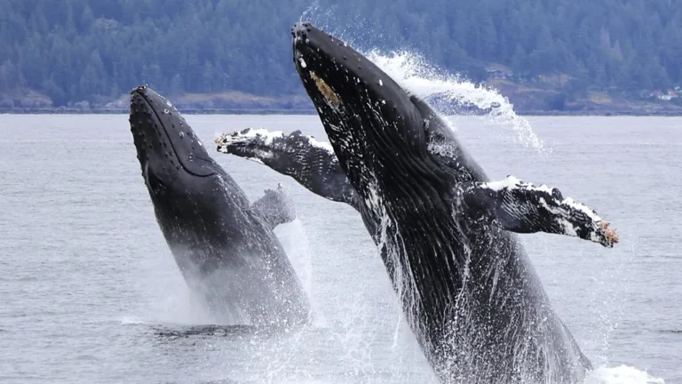 Humpbacks in Hot Water: Why Climate Change is the Next Big Threat