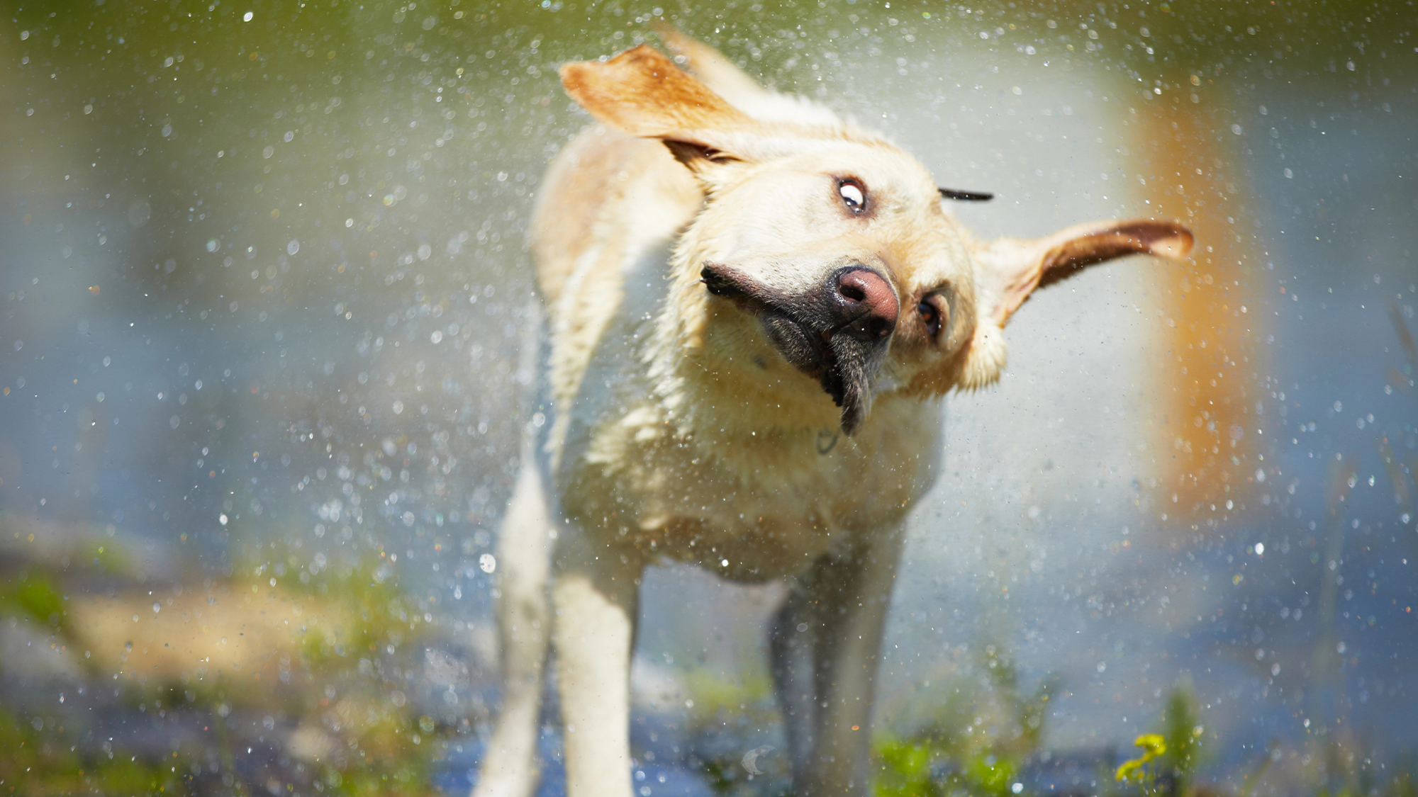 wet , dogs